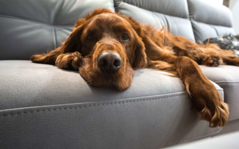 Arthrose chez le chien : traitement et pronostic