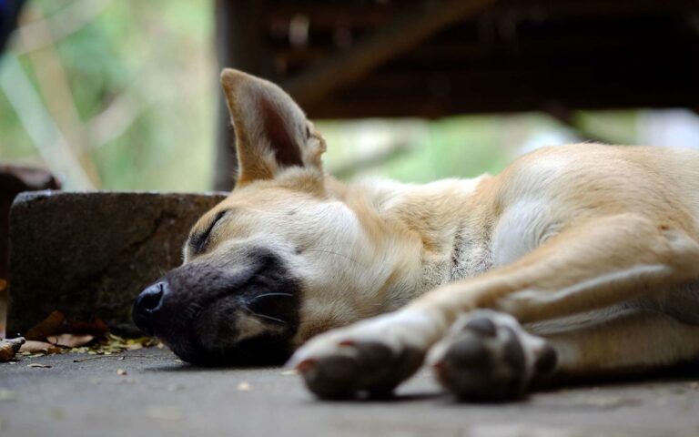 AVC chez le chien : prise en charge et pronostic