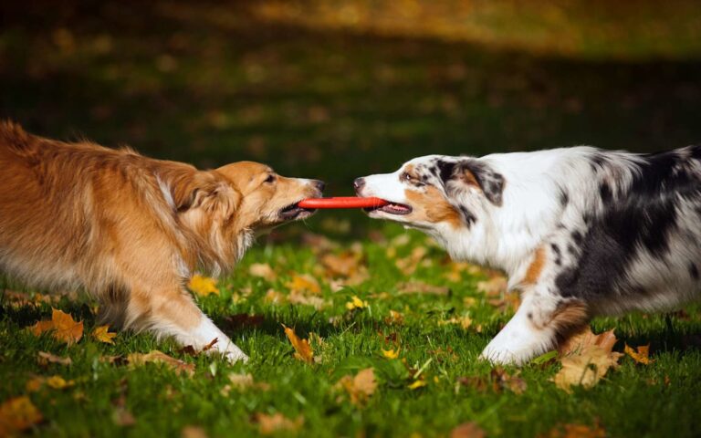 Chien agressif avec les autres chien : Comment réagir ?