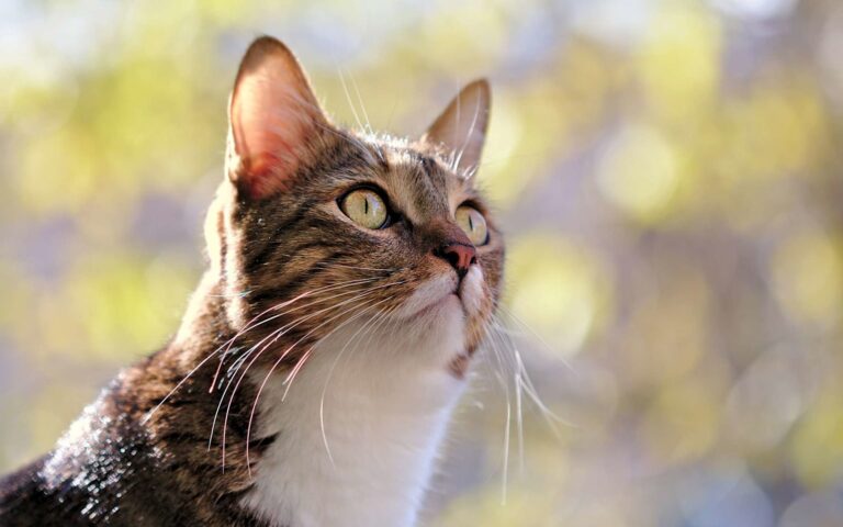 Comment entend le chat ?