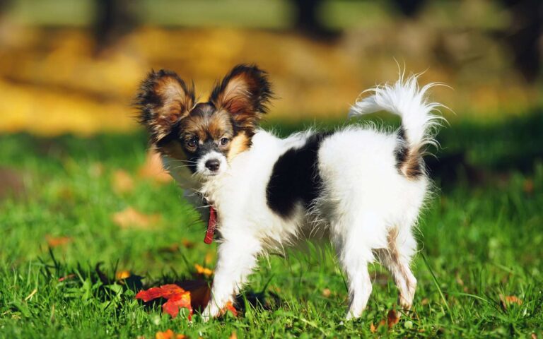 Comment entend un chien ?