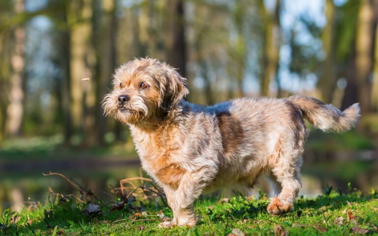 Comment bien s&rsquo;occuper de son vieux chien ?