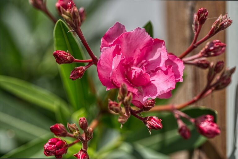 Le laurier rose est-il toxique pour mon chien ?