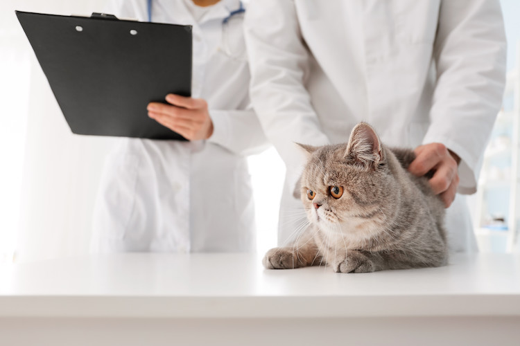 contr&ocirc;le diab&egrave;te chat