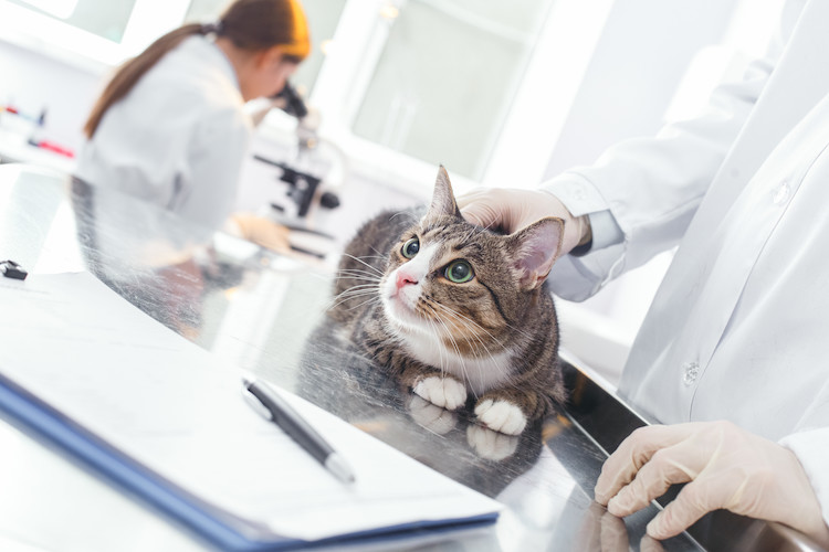 examen diab&egrave;te chat