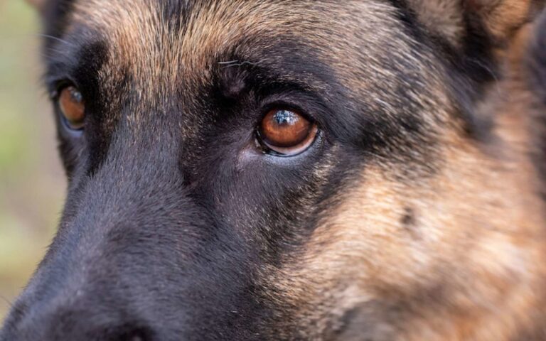 Vision du chien : comment perçoit-il ce qui l&rsquo;entoure ?