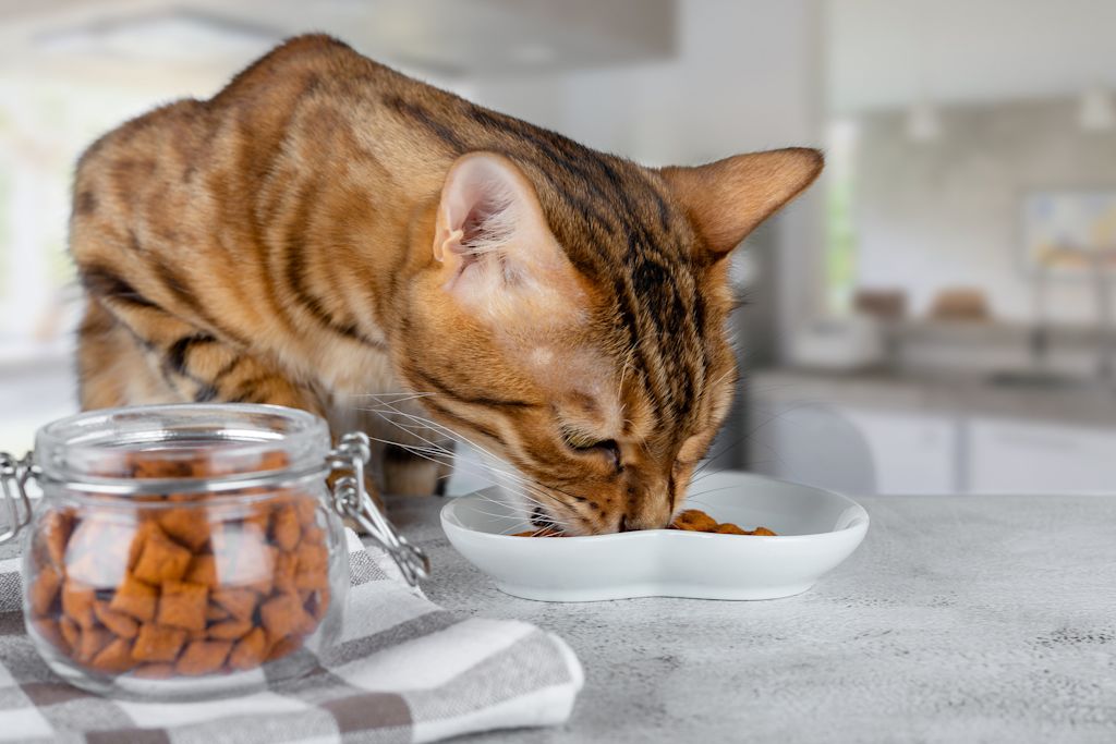 Chat qui mange