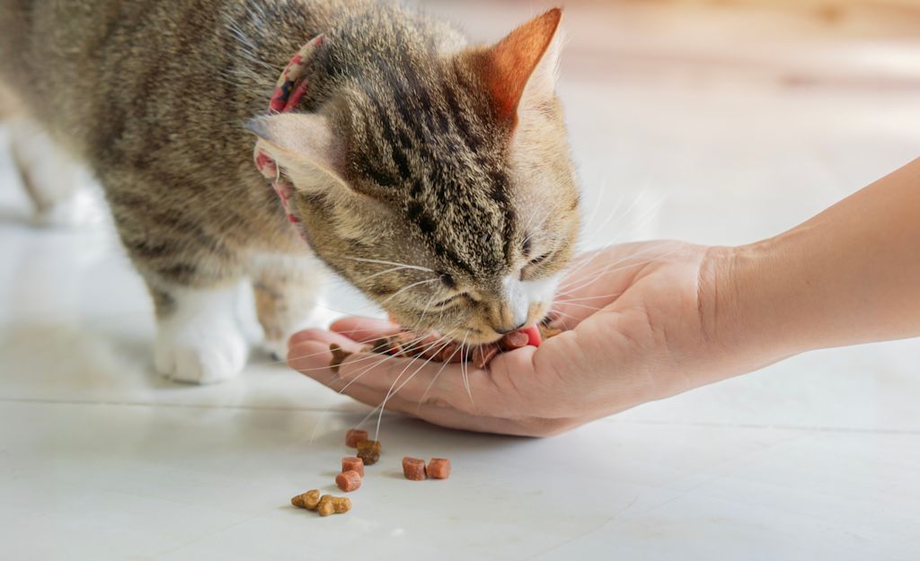 Chat qui a faim