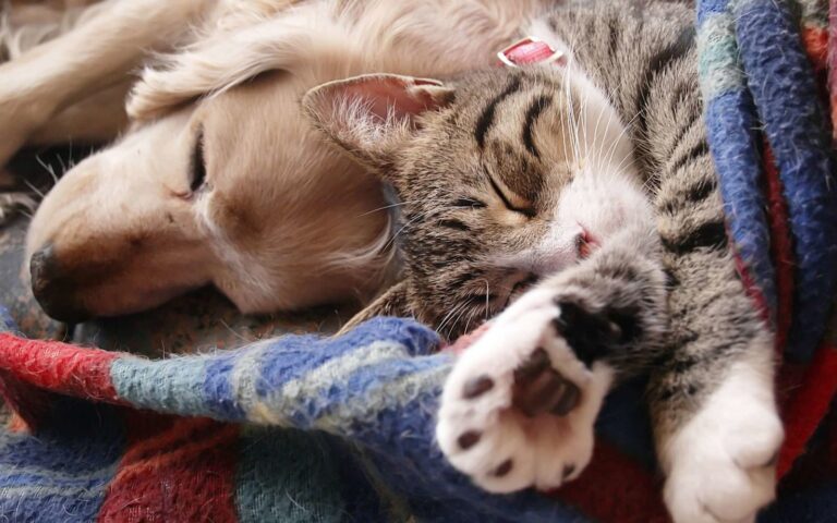 4 règles pour réussir une cohabitation entre un chat et un chien