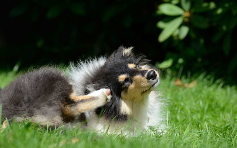 La dermatite atopique chez le chien : symptômes et traitement