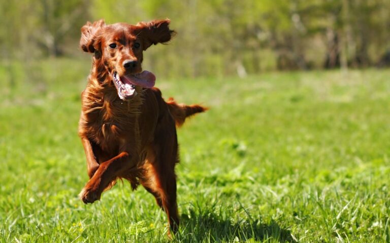 Pourquoi votre chien est fugueur ?