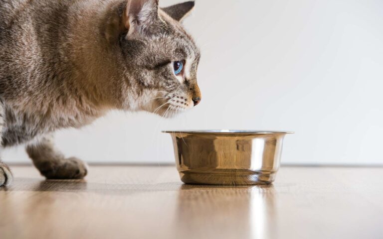 Quelle quantité de nourriture donner à un chat ?