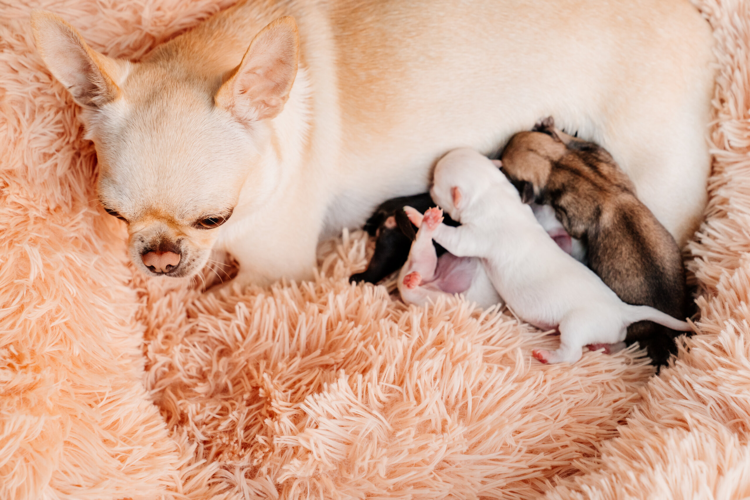 Chienne Chihuahua qui allaite ses petits