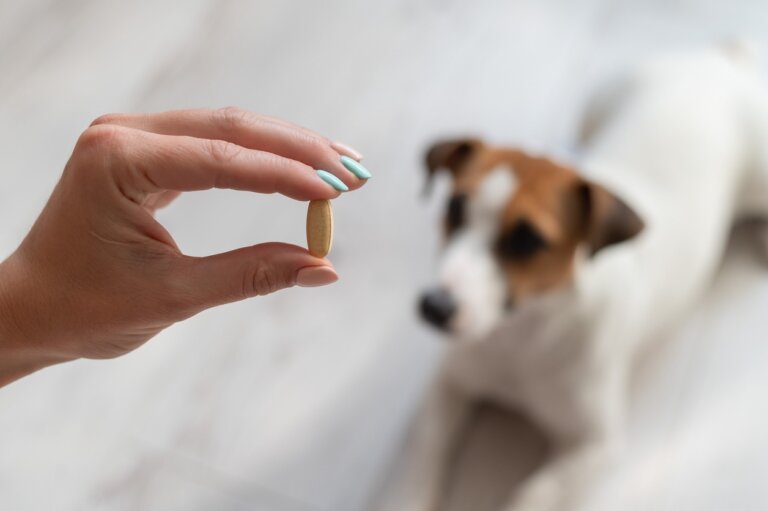 Les anti-inflammatoires non stéroïdiens de nos pharmacies : un danger pour les chiens