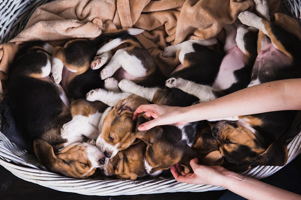 Chiots dans un panier