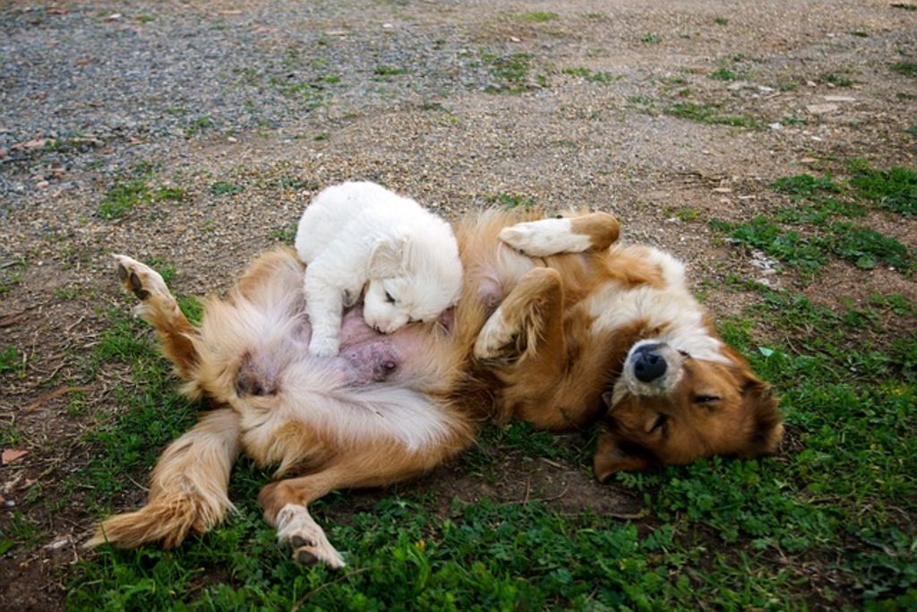 allaitement chien
