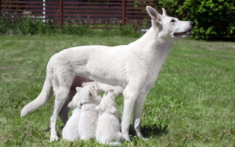 La période de lactation chez la chienne