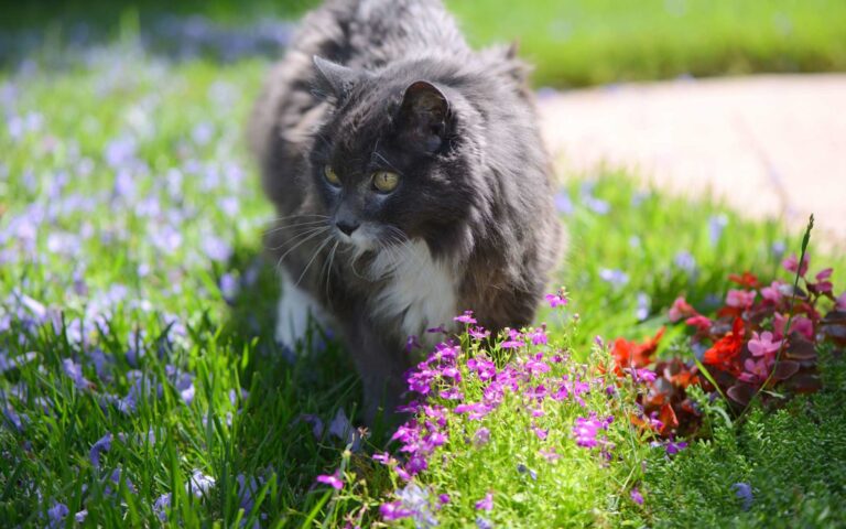 Les plantes irritantes, un danger pour vos animaux