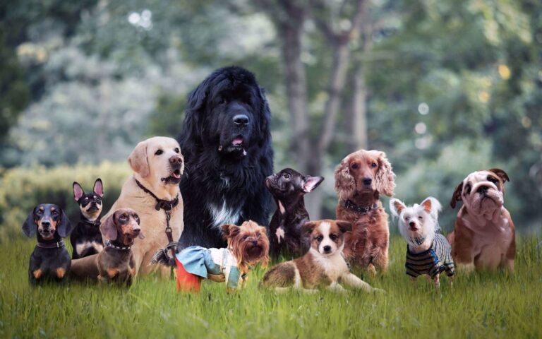 Tout ce qu&rsquo;il faut savoir pour bien choisir son chien
