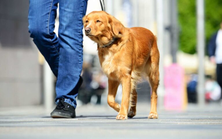 Coronavirus Covid-19 et confinement : une nouvelle autorisation pour sortir son chien