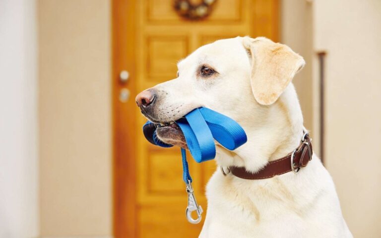 Coronavirus Covid-19 : puis-je encore sortir mon chien ?