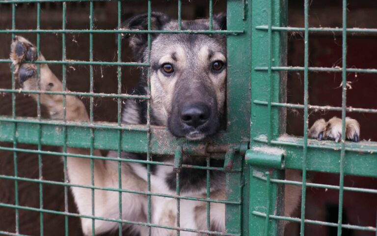 Adoptions de chiens et chats : autoriser la reprise pour éviter la saturation des refuges