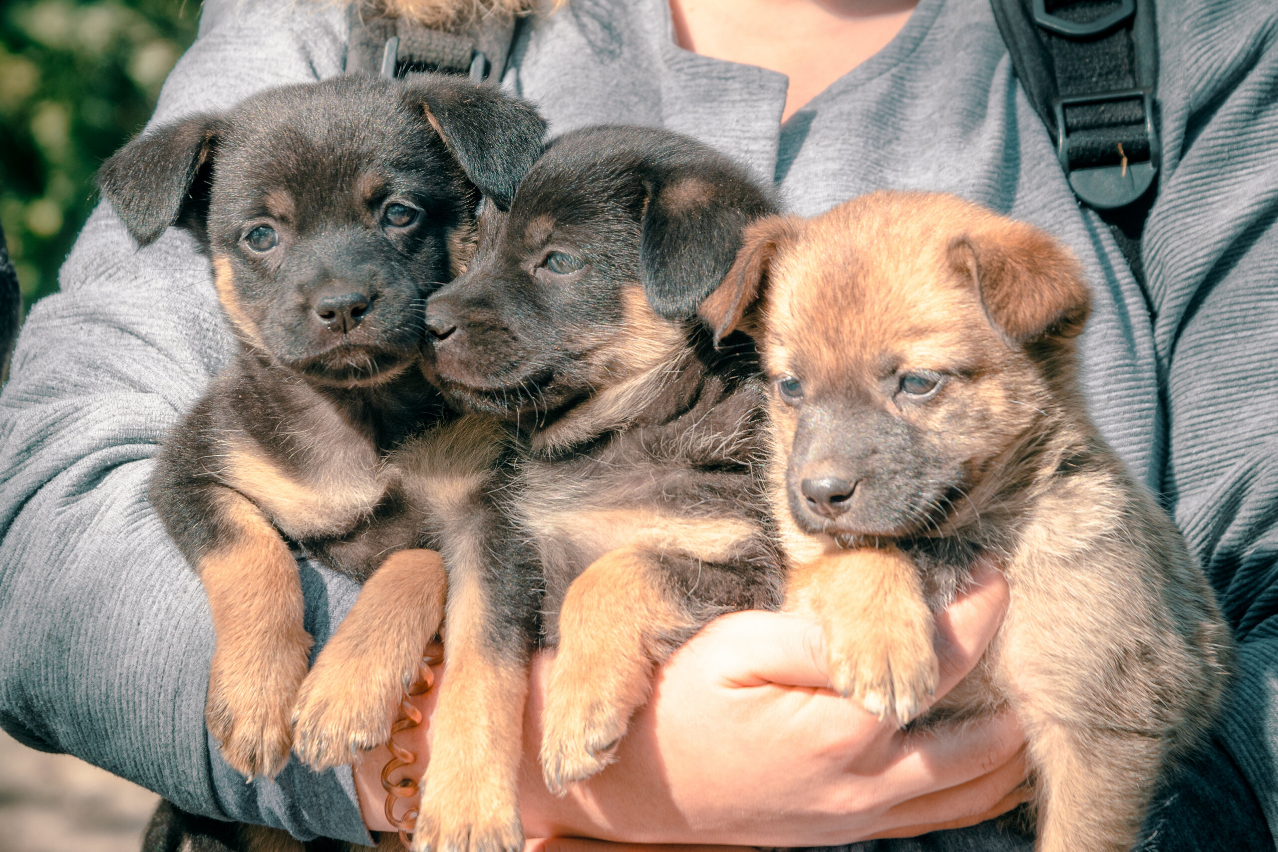&agrave; chaque ann&eacute;e de naissance correspond une lettre de l'alphabet pour le nom de votre chien