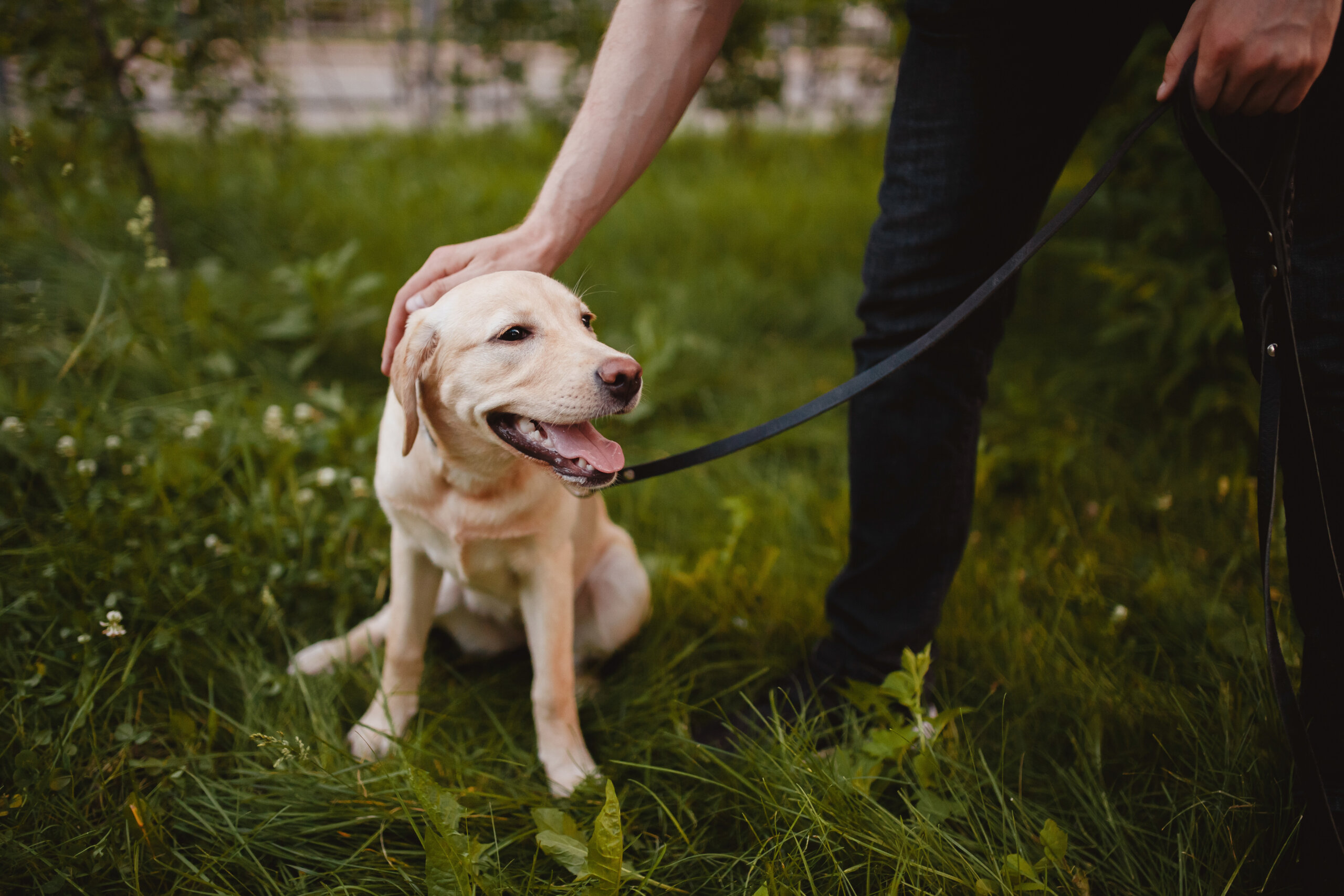 choisissez un nom facile &agrave; prononcer pour votre chien