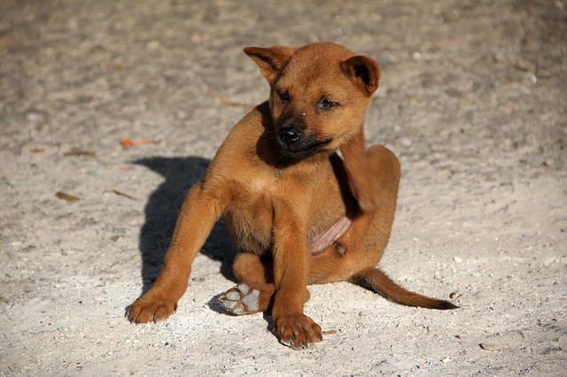 d&eacute;mangeaisons chien