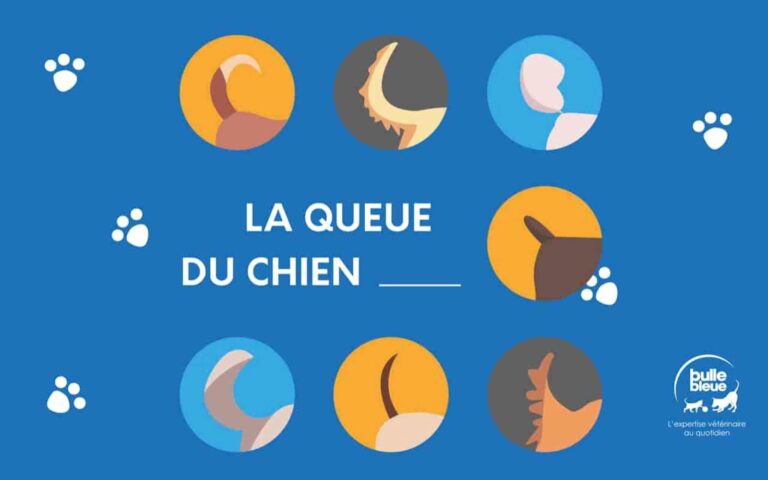 Comment le chien vous parle avec sa queue ?