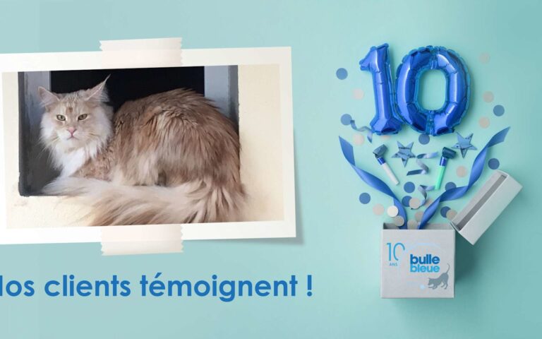 Gustave, un chat présent… jour et nuit ! Son maître témoigne