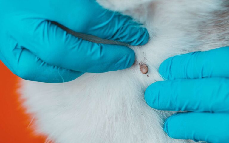 Parasites chez le chien : comment les reconnaître et les éradiquer ?