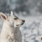 Berger Suisse Blanc portrait
