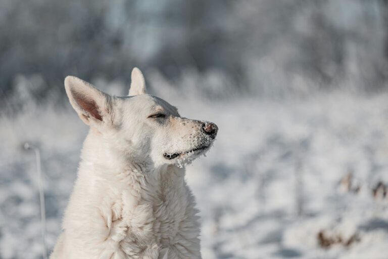 Berger Blanc Suisse