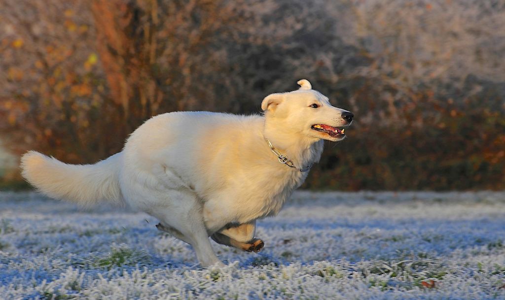 Berger Blanc en pleine course