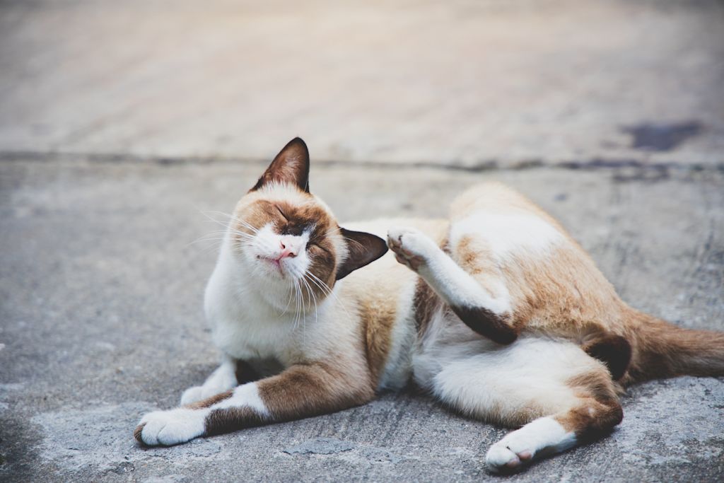 Chat qui se gratte