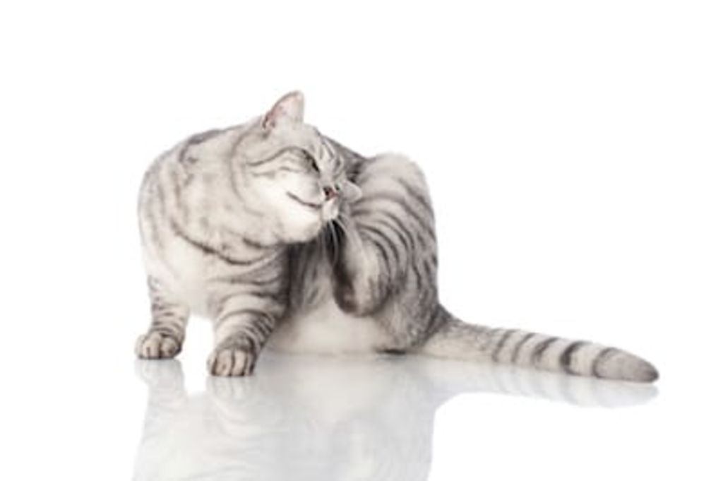 chat qui se gratte puces