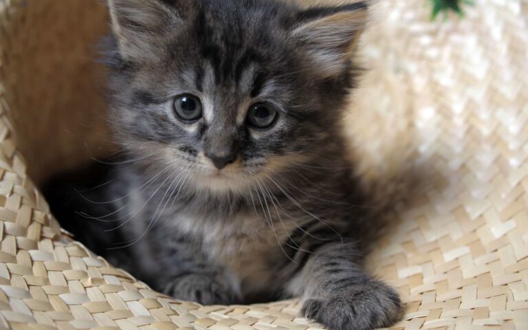 Comment bien choisir la race de son chat ?