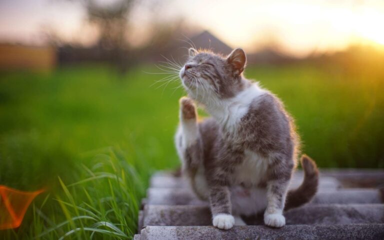 Mon chat se gratte, a-t-il des puces et que faire ?