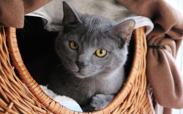 Que devez-vous savoir avant de choisir un chartreux ?