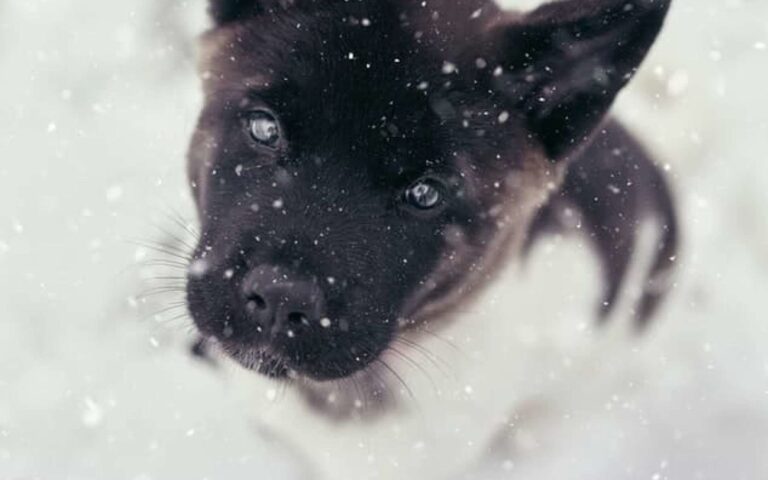 Comment bien choisir un Akita américain ?
