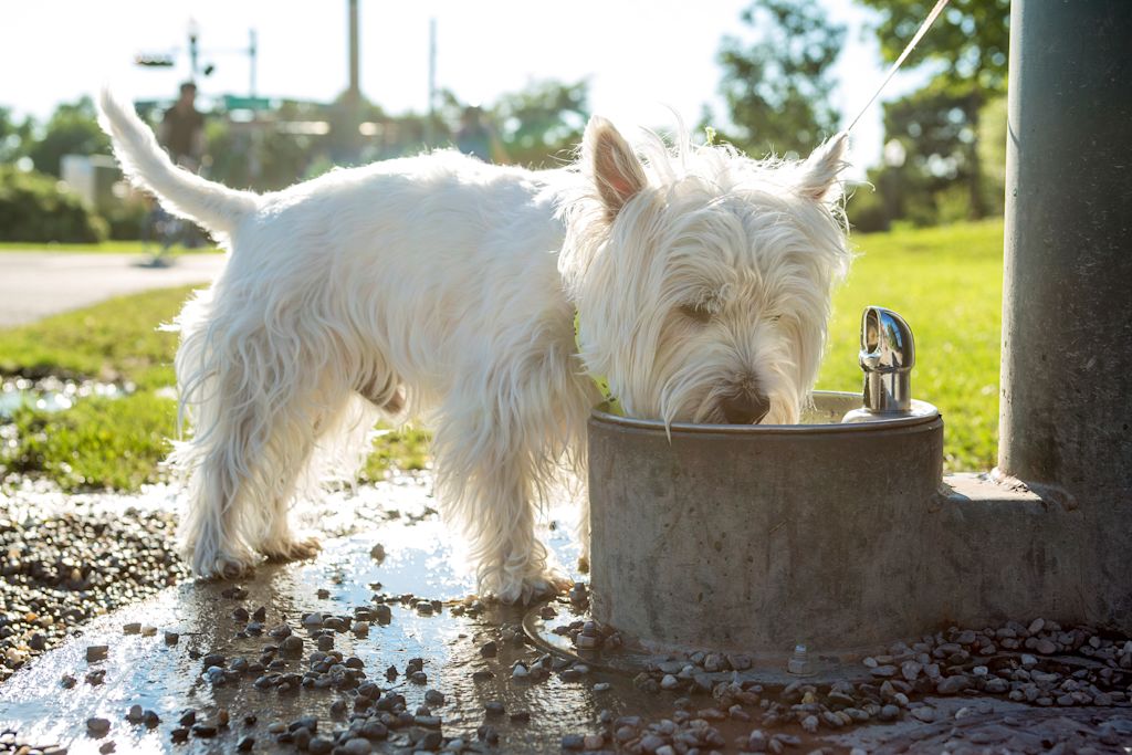 chien westie qui boit