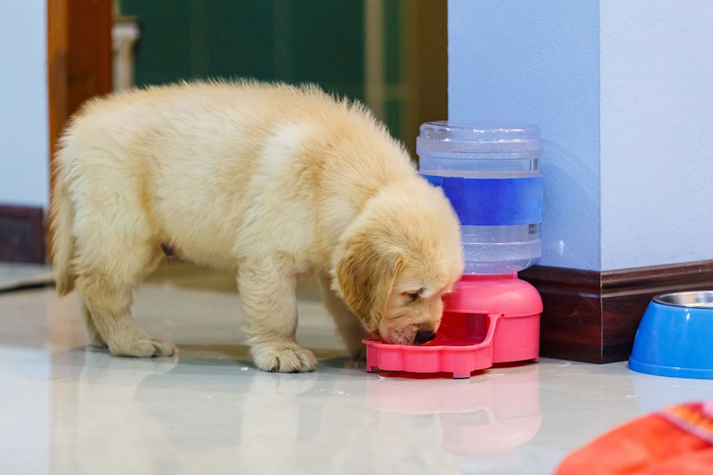 chiot qui boit
