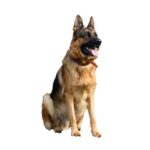Berger-Allemand_960x960px.jpg