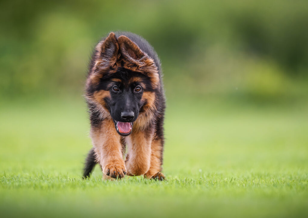 chiot berger allemand en pleine course