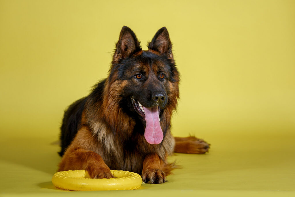berger allemand poil long couche sur fond jaune