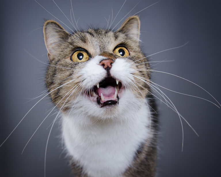 Comment comprendre un chat qui miaule ?