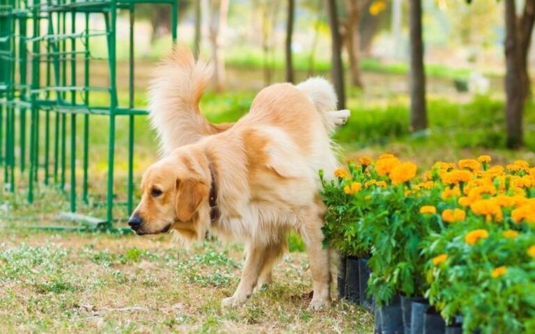 Comment concocter un répulsif naturel contre le chien ?