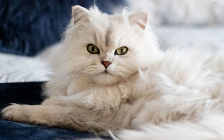 Comprendre les poils de nos animaux de compagnie