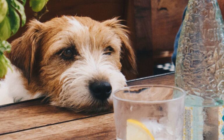 Mon chien ne boit pas : que faire ?